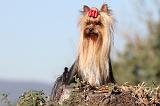 YORKSHIRE TERRIER 207